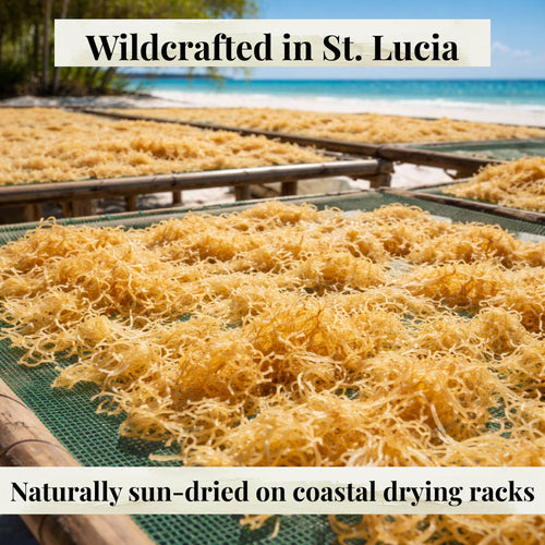 Dried seaweed on coastal drying racks with text 'Wildcrafted in St. Lucia' and 'Naturally sun-dried on coastal drying racks'.