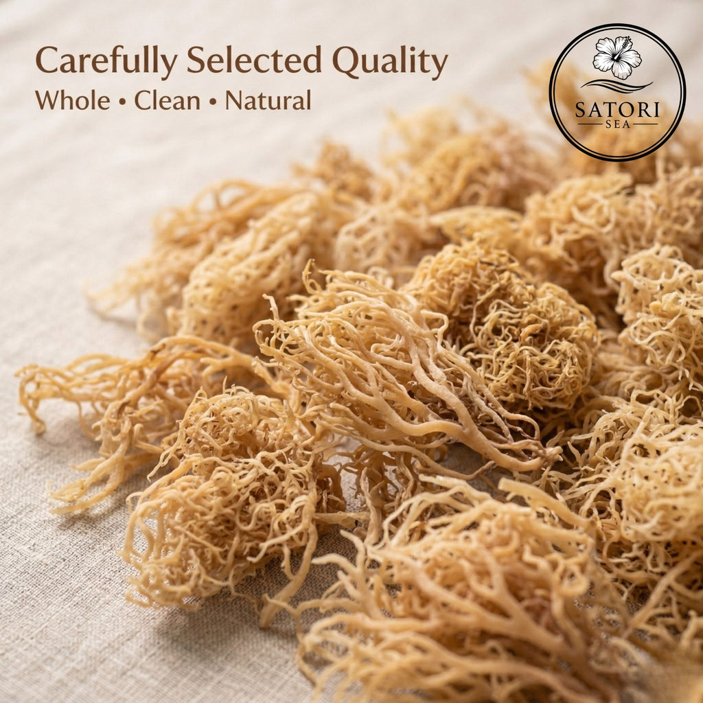 Dried Satori Sea kelp pieces in a pile on a light beige fabric background, with text reading 'Carefully Selected Quality' and a circular 'SATORI SEA' logo in the top right.