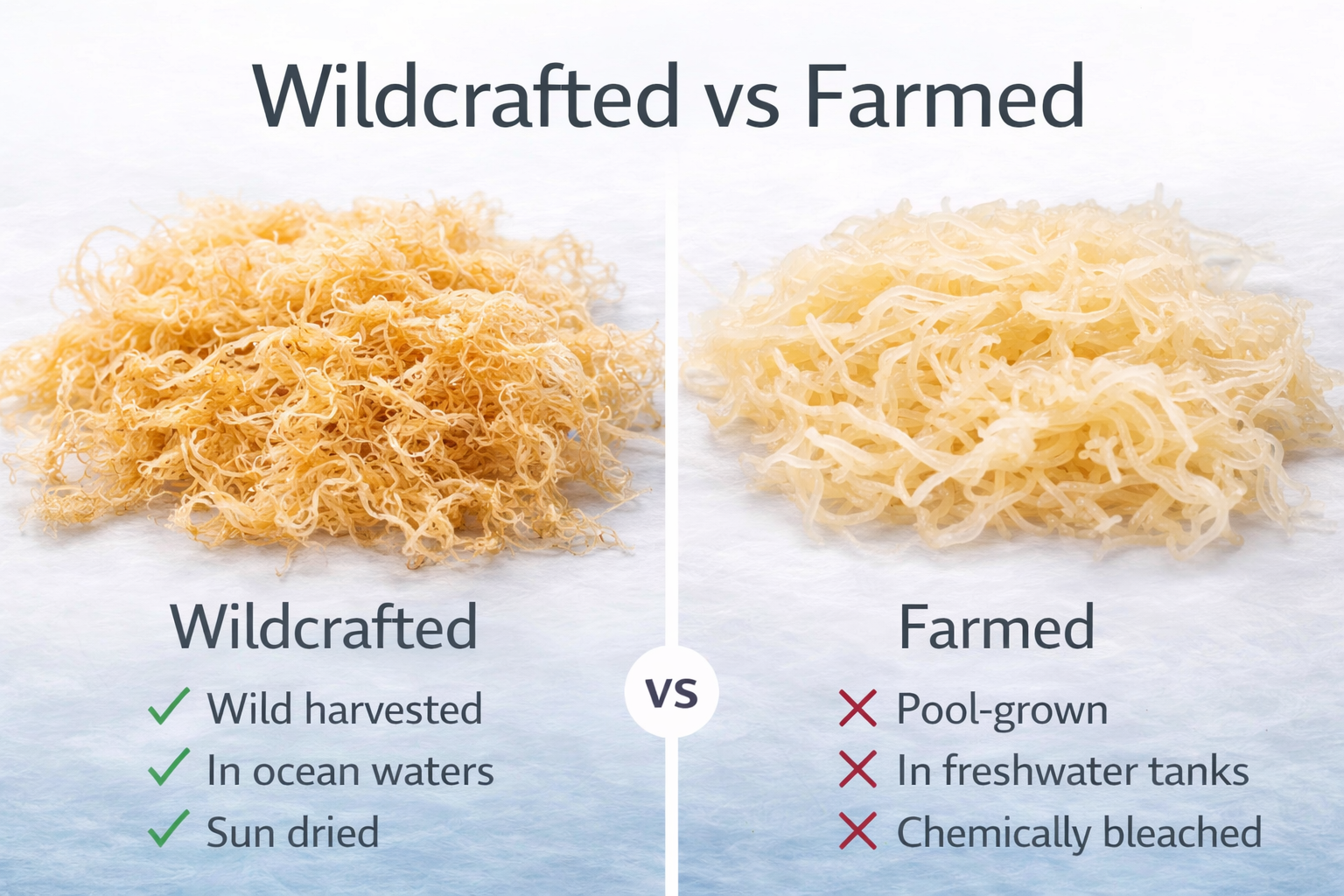 Comparison of wildcrafted and farmed seaweed with respective benefits and drawbacks.
